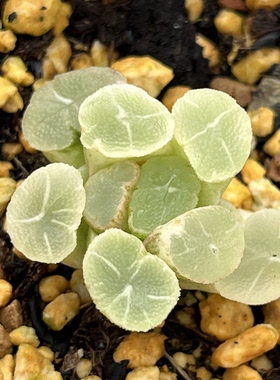 新品白锦万象锦一物一拍多肉植物瓦苇属百合科十二卷haworthia