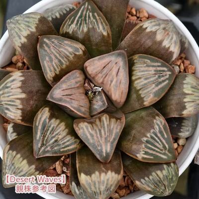 新品【Desert waves】瓦苇十二卷寿多肉植物一物一拍Haworthia