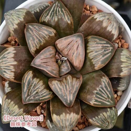 新品【Desert waves】瓦苇十二卷寿多肉植物一物一拍Haworthia