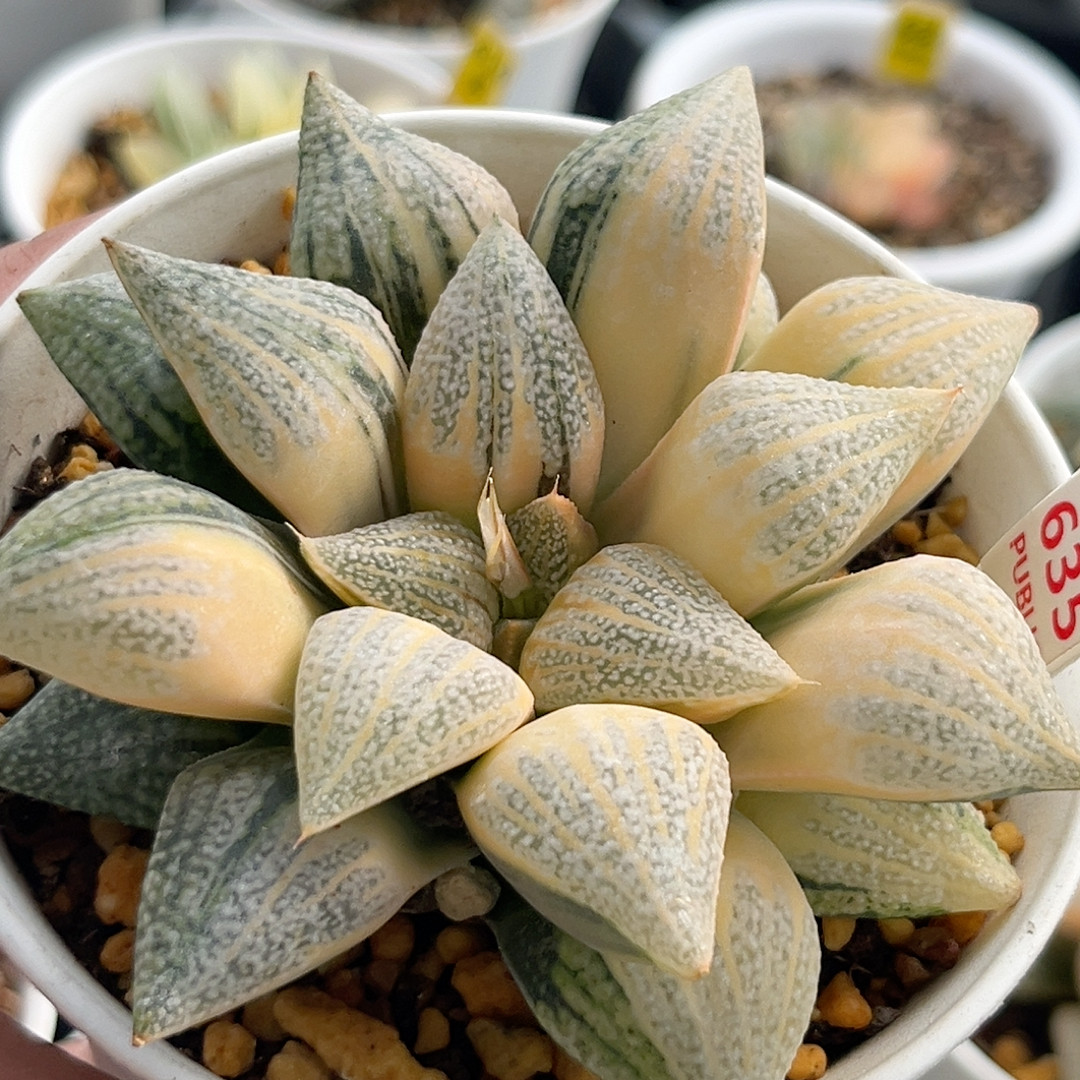 635实生糊斑白银,鲜花速递/花卉仿真/绿植园艺,多肉植物,淘宝优惠券,粉丝福利购,淘宝优惠卷