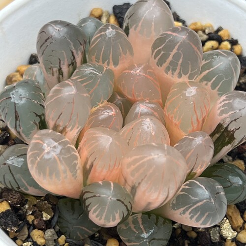 红太阳玉露锦瓦苇十二卷多肉植物实生玉露锦一物一拍Haworthia