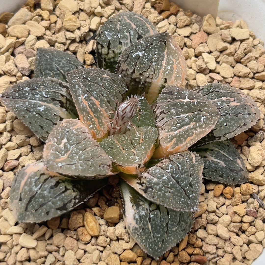 414具味城锦,鲜花速递/花卉仿真/绿植园艺,多肉植物,淘宝优惠券,粉丝福利购,淘宝优惠卷