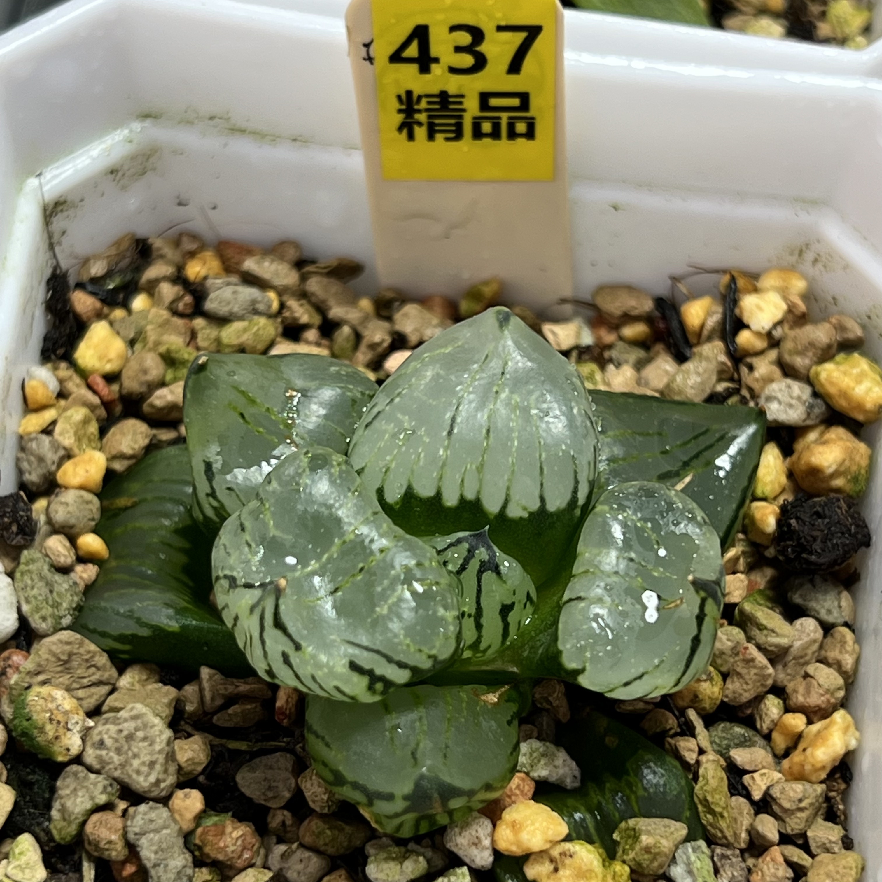 新品裹实生寿全背窗寿瓦苇十二卷多肉植物一物一拍带盆发货包邮