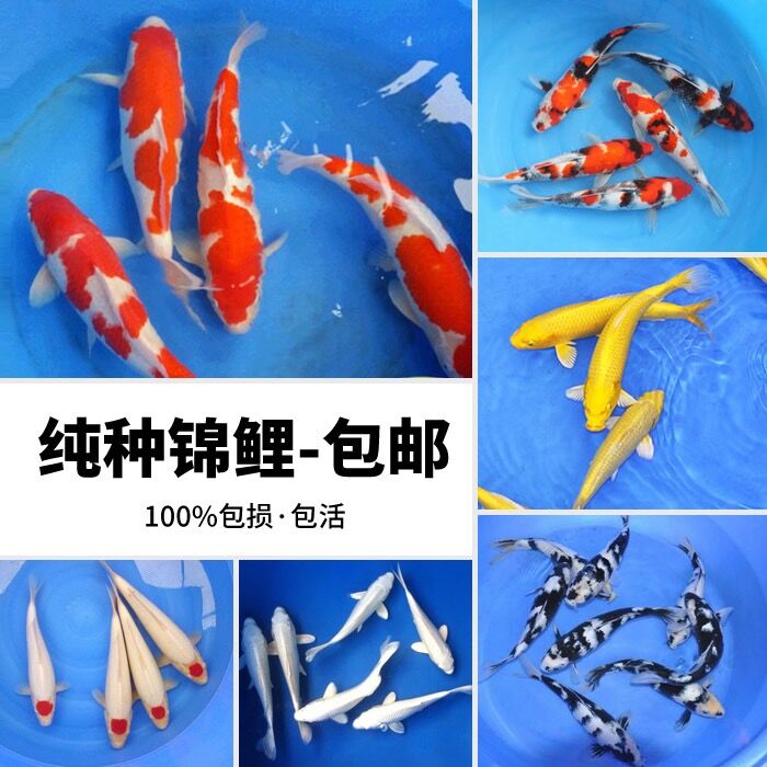 高端锦鲤日本进口纯种锦鲤鱼大型淡冷水观赏鱼红白大正三色锦鲤