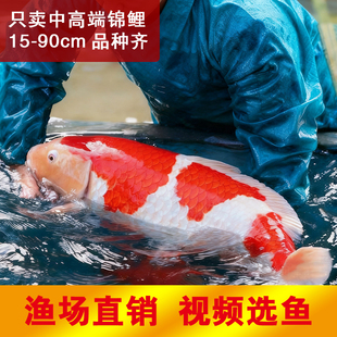 日本进口纯种锦鲤鱼高端好养大型淡冷水观赏鱼红白大正三色锦鲤