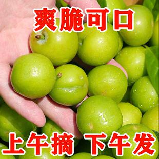 云南三月李李子新鲜水果青李珍珠李当季酸脆5斤大果早熟钱排青李