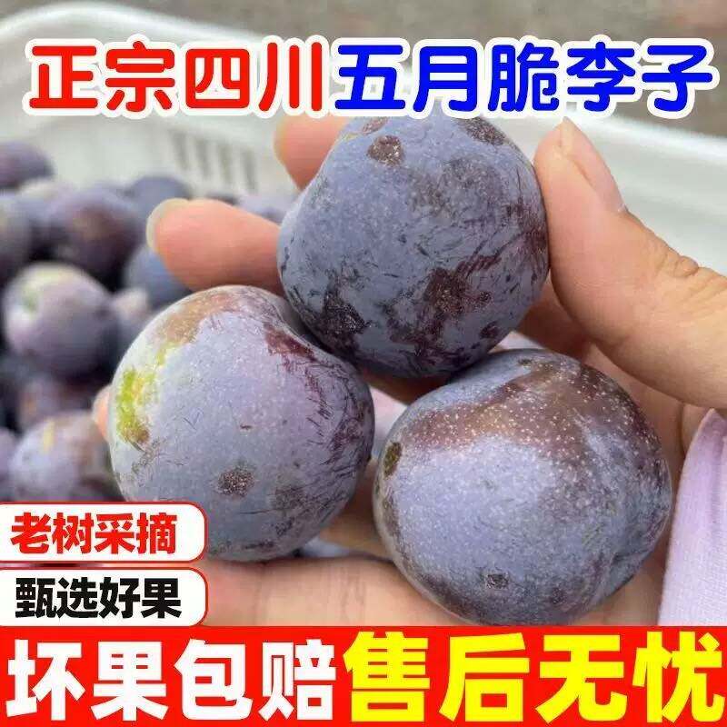四川五月脆李子当季时令新鲜水果半边李子红凤凰李土李子整箱包邮