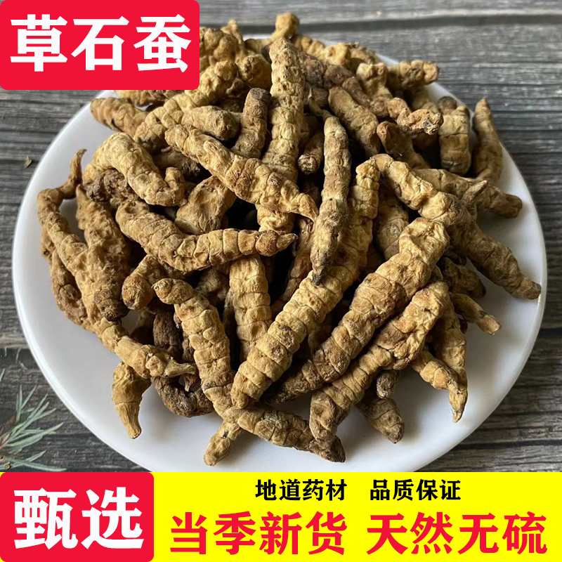 草石蚕中药材冬虫草无硫地蚕泡酒