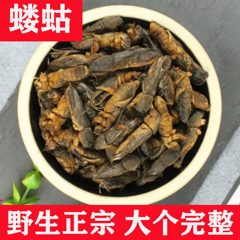 蝼蛄野生可磨粉中药材