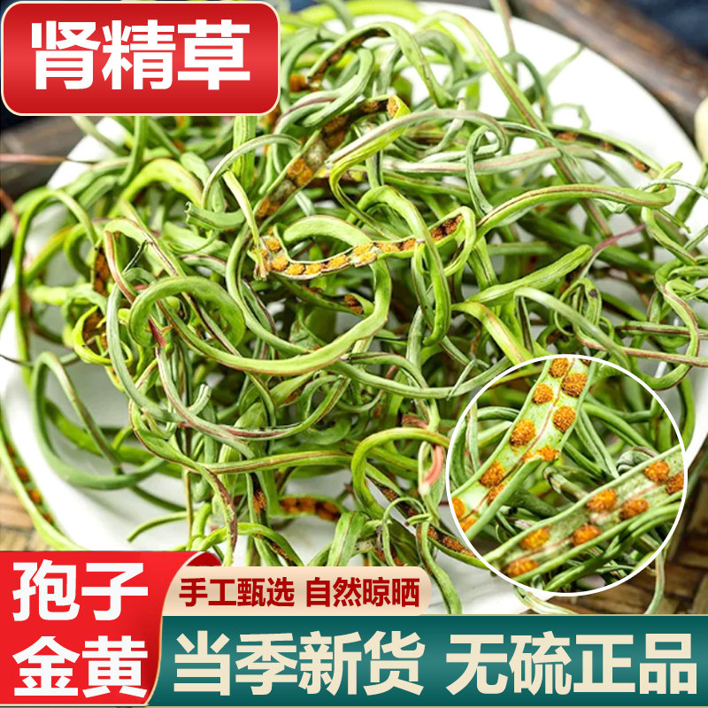 黄金草嗷嗷叫野生肾精茶新货
