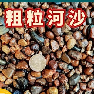 粗粒河沙江沙拌土沙铺面沙多肉铺面君子兰兰科花卉专用营养土沙子