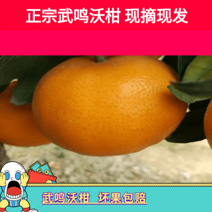 武鸣沃柑桔子皇帝橘子广西见春皇帝5杷杷见春皇帝新鲜