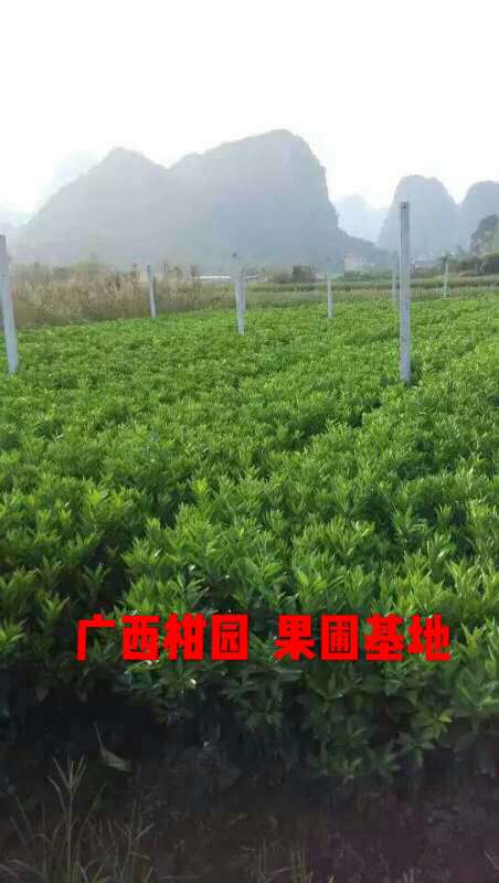 自家砂糖橘武鸣沃柑