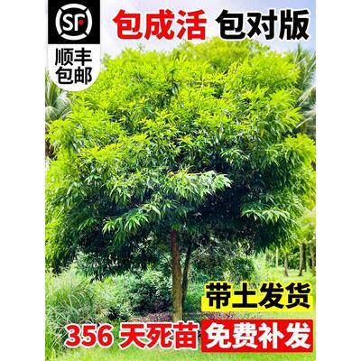 金丝楠木树苗正宗四川庭院稀有珍贵盆栽小叶桢楠赤楠金丝楠木大树
