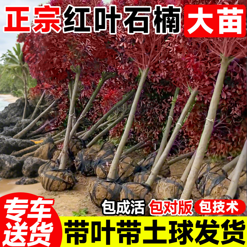 红叶石楠高杆庭院道路小区树苗四季红行道树耐寒工程苗带土球发货