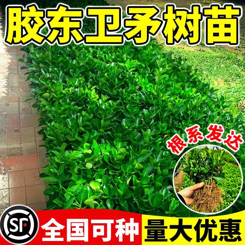 胶东卫矛树苗耐寒绿篱围墙工程苗四季青冬青卫矛庭院种植苗木绿化
