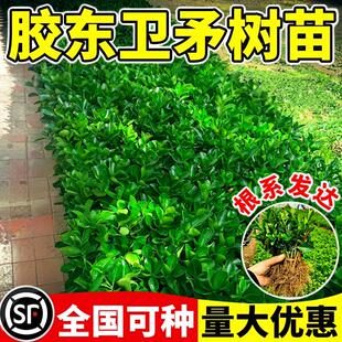 胶东卫矛树苗耐寒绿篱围墙工程苗四季青冬青卫矛庭院种植苗木绿化