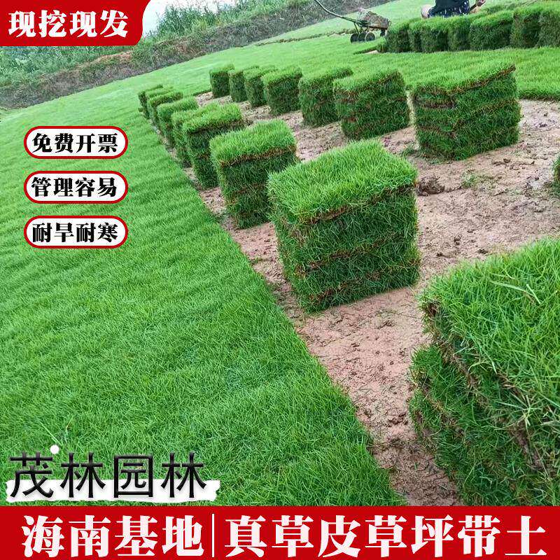 广东基地草皮真草草坪带泥土别墅花园绿化免修剪低矮马尼拉台湾草
