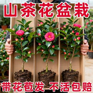 茶花树苗山茶花盆栽四季香妃五色赤丹室内花卉花苗阳台开花植物