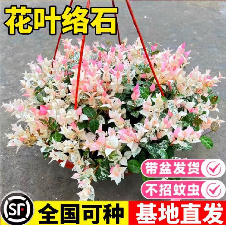 花叶络石盆栽彩叶好养室内外