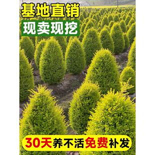 亮晶女贞塔形球型棒棒糖造型树别墅庭院耐寒耐热四季常青花境植物