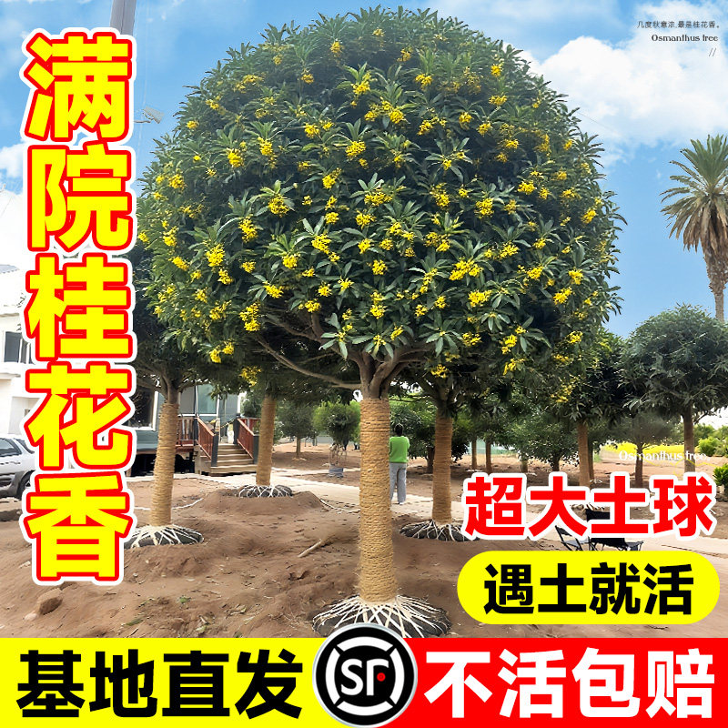 桂花树苗大树八月桂花浓香四季桂盆栽庭院别墅地栽南北方耐寒花卉