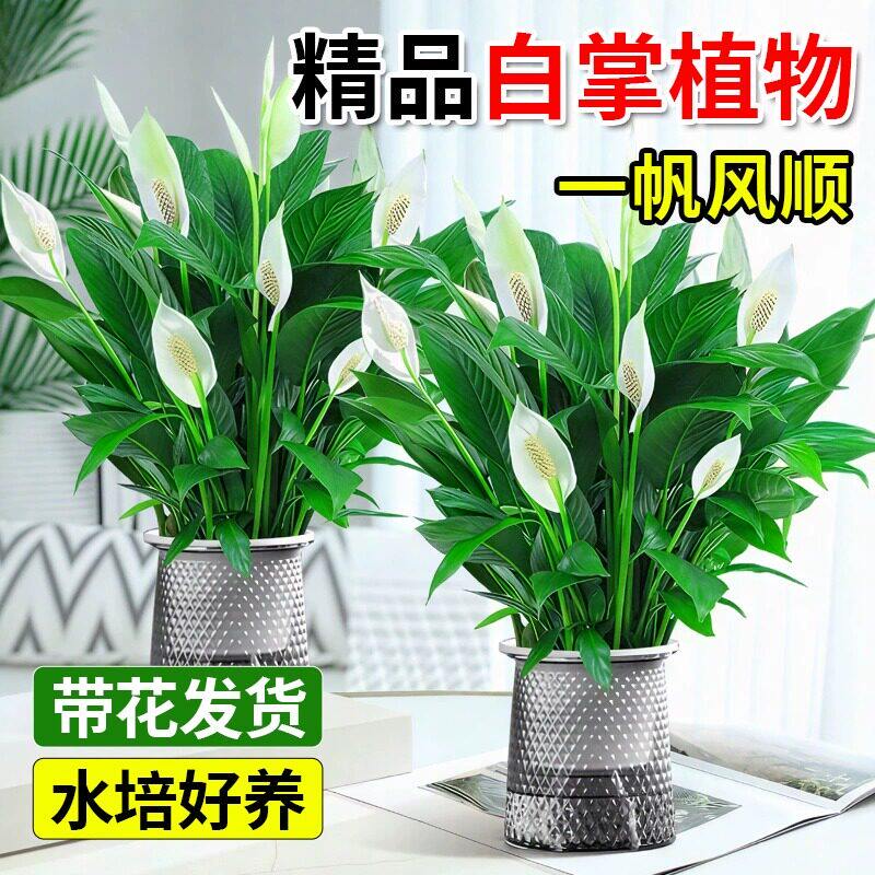 一帆风顺白掌盆栽水培植物办公室内小绿植适合懒人养的花卉除甲醛
