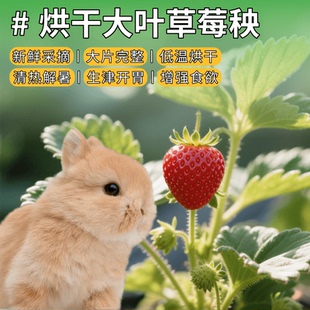 烘干草莓叶子草莓秧兔子零食龙猫荷兰猪清热解暑生津开胃保健牧草