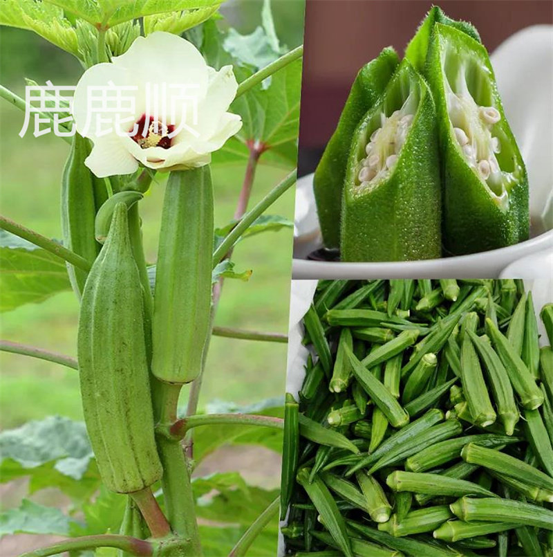 黄秋葵种子 四季播 高发芽率 新手易种 阳台盆栽露天食用秋葵籽