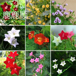 羽叶茑萝种子爬藤花卉种籽五角星花夏季易种阳台盆栽爬墙室外庭院