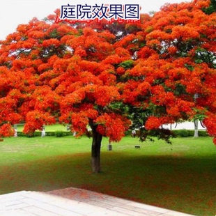 凤凰木种子火树凤凰花红花楹树种籽室外景观美化落叶乔木
