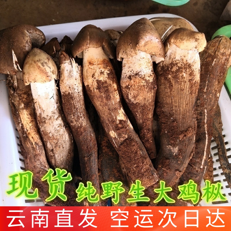 新鲜野生鸡枞菌云南菌子空运次日