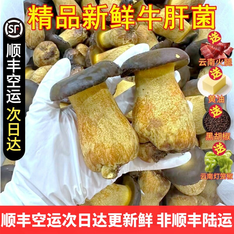 新鲜牛肝菌大朵无瑕疵精选货 见新鲜松茸/菌菇