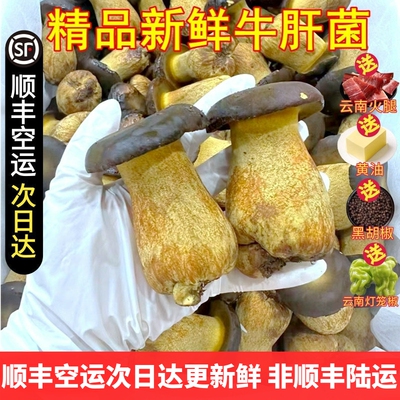 新鲜牛肝菌大朵无瑕疵精选货 见手青黑黄白牛肝菌非野生云南菌子