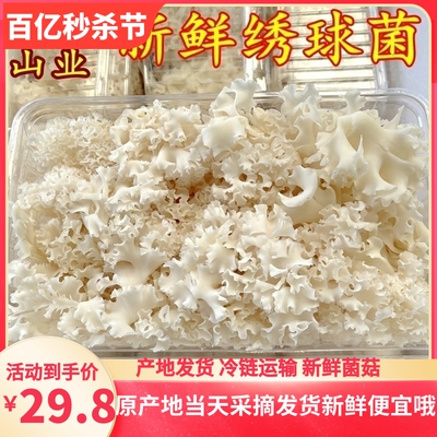 新鲜绣球菌食用菌菇顺丰空运