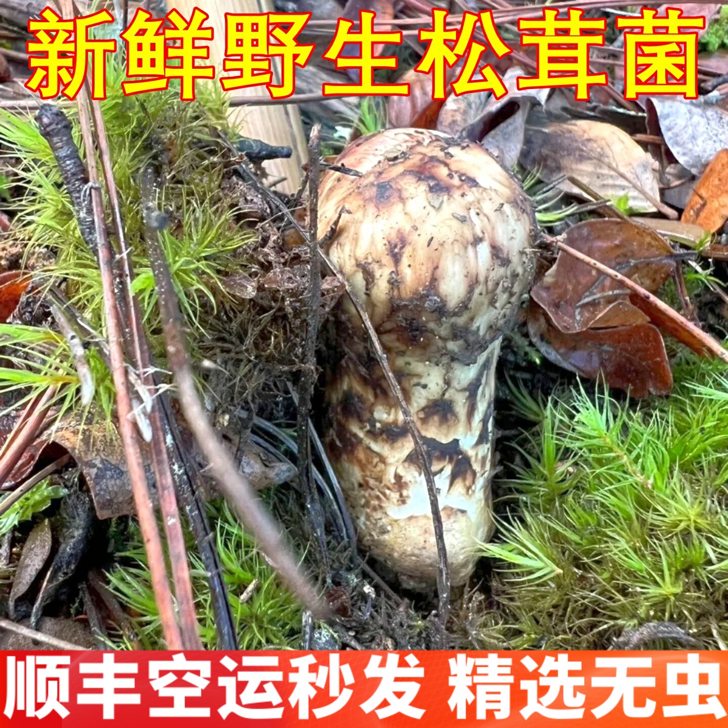 新鲜松茸野生香格里拉松茸 稀有山珍美食食材香菇山野云南菌子图片