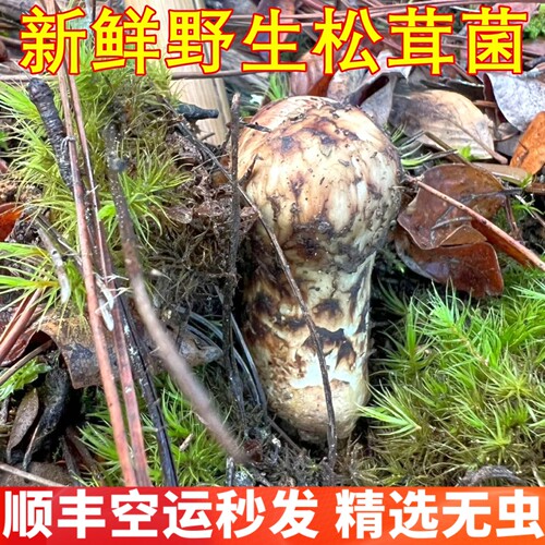 新鲜松茸野生香格里拉松茸 稀有山珍美食食材香菇山野云南菌子