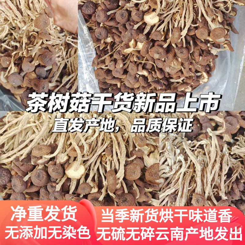 新鲜茶树菇干货 新货干品嫩菇不开伞正品保障香菇云南菌子山珍