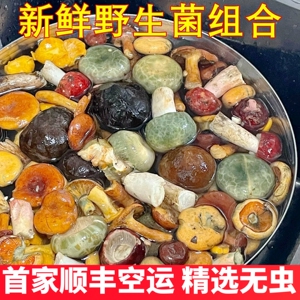云南新鲜野生菌杂菌组合有松茸牛肝菌鸡枞黑松露见手青羊肚菌蘑菇