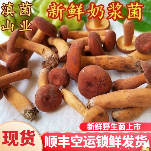 现货新鲜野生奶浆菌枞树菌
