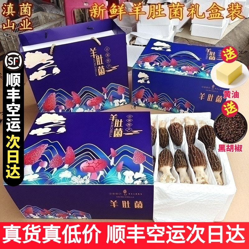 新鲜羊肚菌精选特级礼盒装云南特产野生蘑菇山珍味道鲜美顺丰