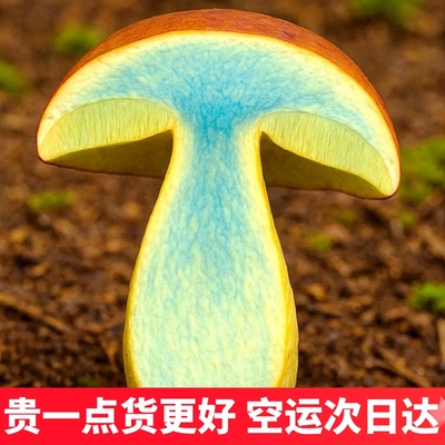 新鲜见手青云南黄牛肝菌 精品大果好货非小菇野生菌云南菌子山珍