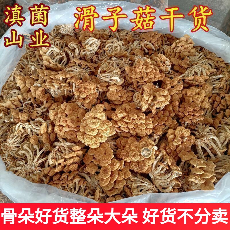 滑子菇榛蘑干货 云南山珍滑菇香菇特产500克非野生特级小鸡炖蘑菇