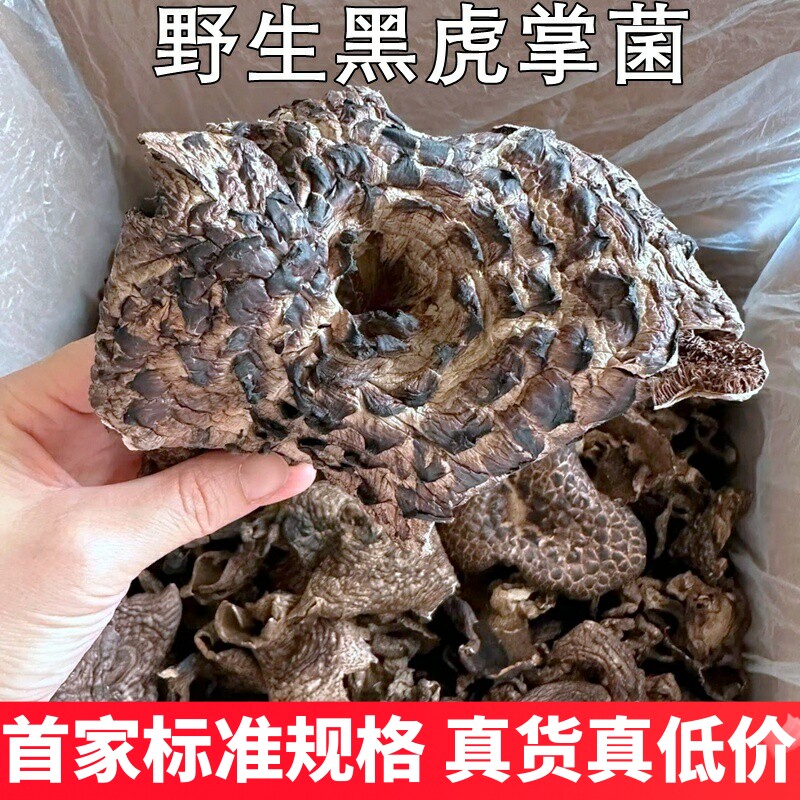 野生黑虎掌菌干货非新鲜山珍美食异香浓郁味道鲜美稀有云南菌子