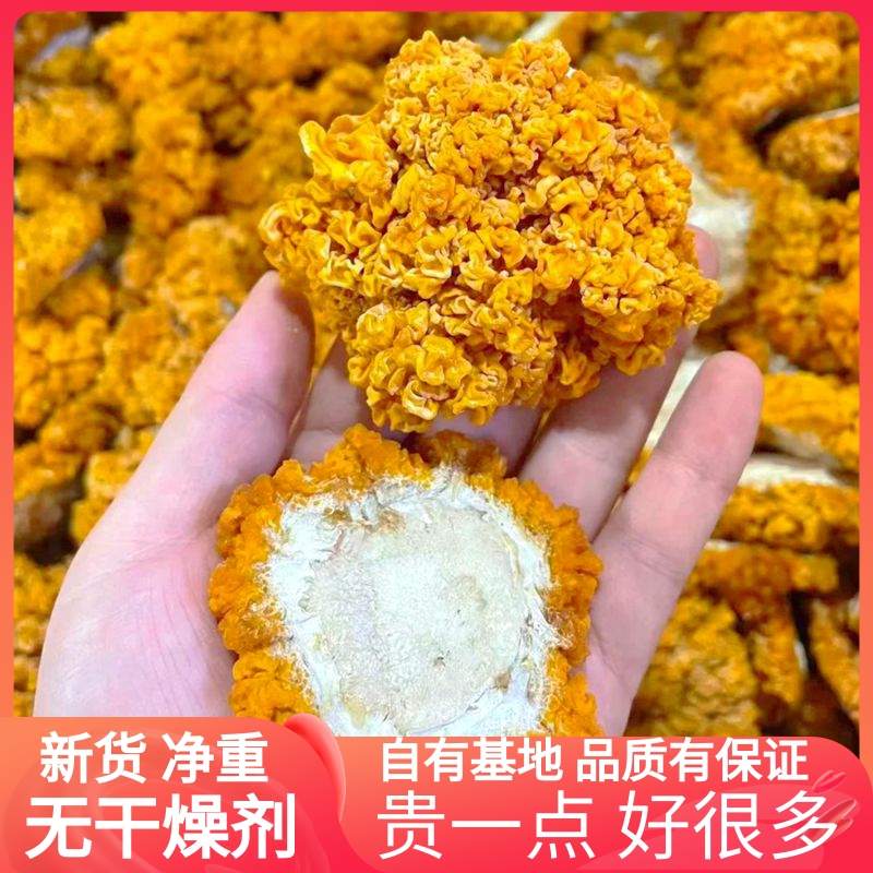 金耳菌菇干货 高泡发无硫熏山珍特产口感糯胶质足补胶原云南菌子