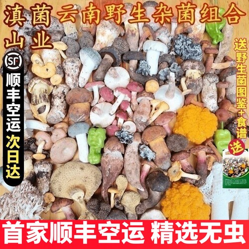 新鲜野生菌菇组合松露见手青松茸红菇鸡枞青头牛肝羊肚菌云南菌子