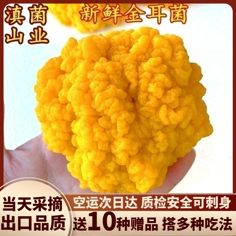 新鲜金耳菌 顺丰空运发货云南特产精选刺身级别山珍一斤银耳生鲜