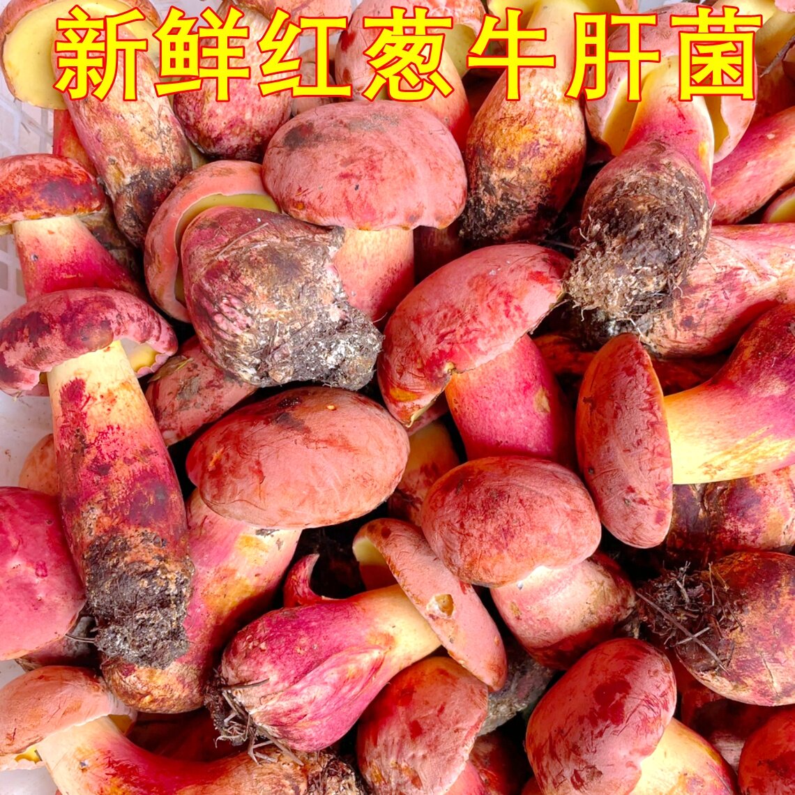 新鲜红葱牛肝菌野生牛肝菌 精品大朵云南菌子山珍蘑菇葱香味