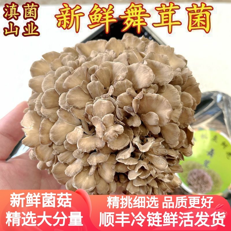 新鲜灰树花 古田山珍土特产450克空运发货舞茸菌菇干净无泥沙包邮,水产肉类/新鲜蔬果/熟食,新鲜松茸/菌菇,淘宝优惠券,粉丝福利购,淘宝优惠卷