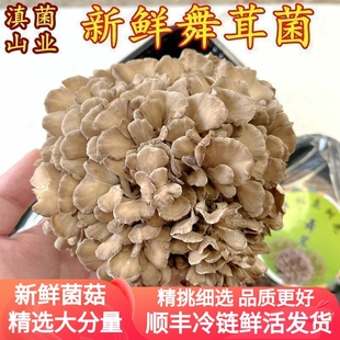 新鲜灰树花 古田山珍土特产450克空运发货舞茸菌菇干净无泥沙包邮